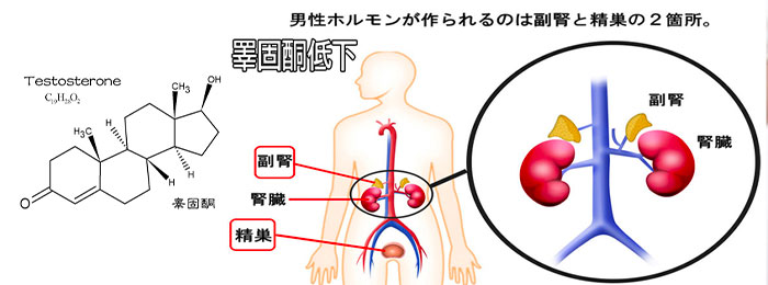 睪固酮 睪固酮